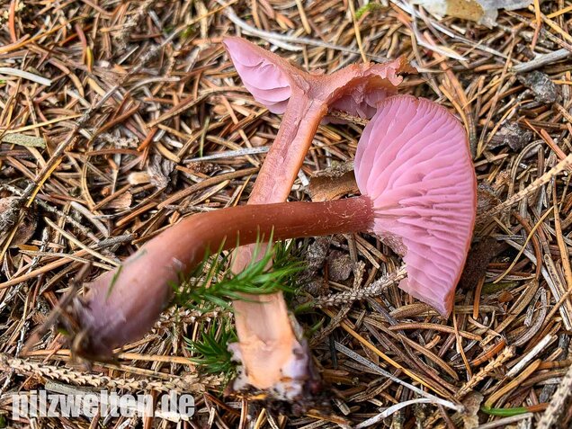 Zweifarbiger Lacktrichterling, Laccaria bicolor