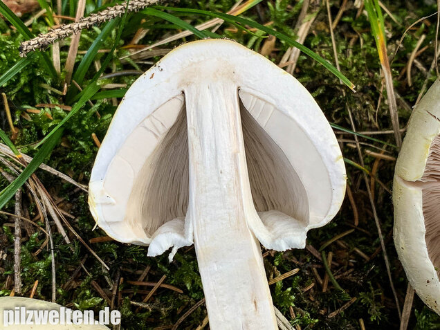 Dünnfleischiger Anischampignon, Agaricus silvicola