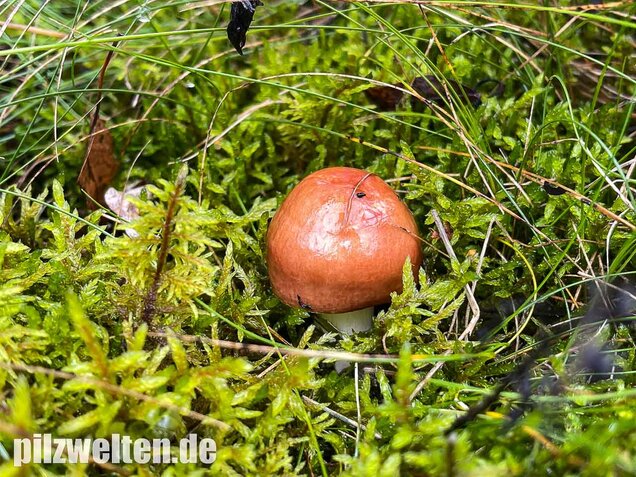 Apfeltäubling, Russula paludosa