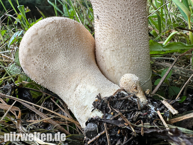 Beutelstäubling, Lycoperdon excipuliforme