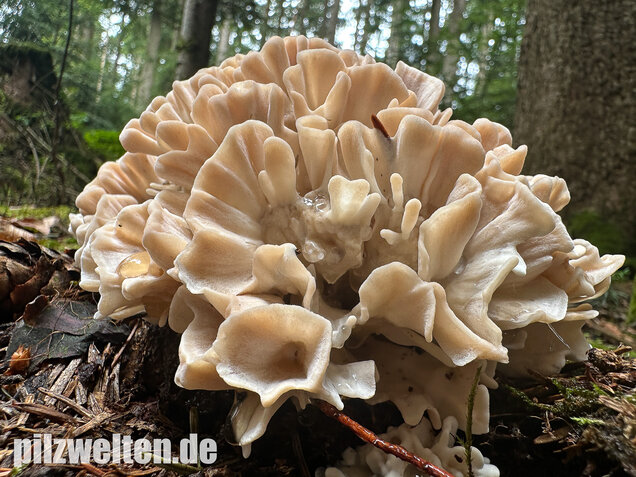 Breitblättrige Glucke, Sparassis brevipes