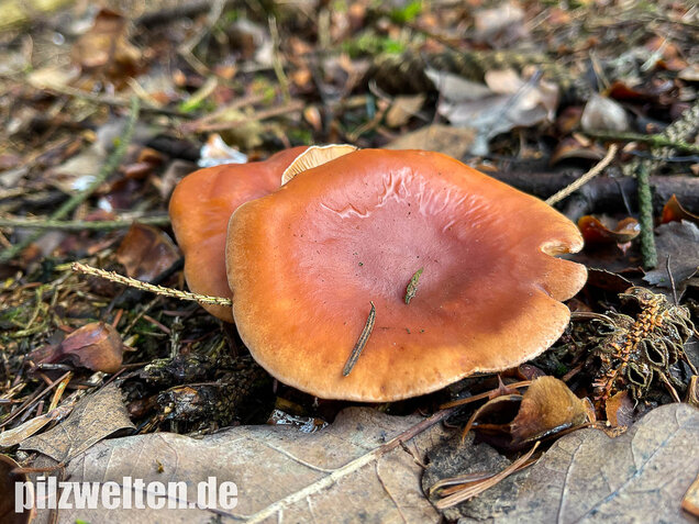 Fuchsiger Röteltrichterling, Paralepista flaccida