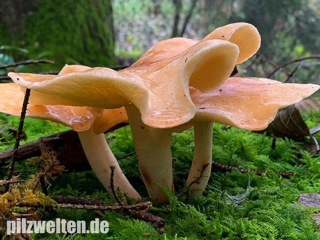 Gefleckter Rosasporrübling, Rhodocollybia maculata