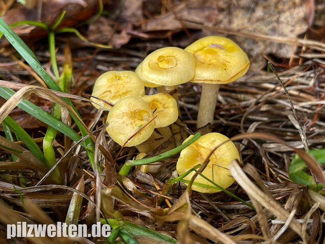 Gelber Lärchenschneckling, Hygrophorus lucorum