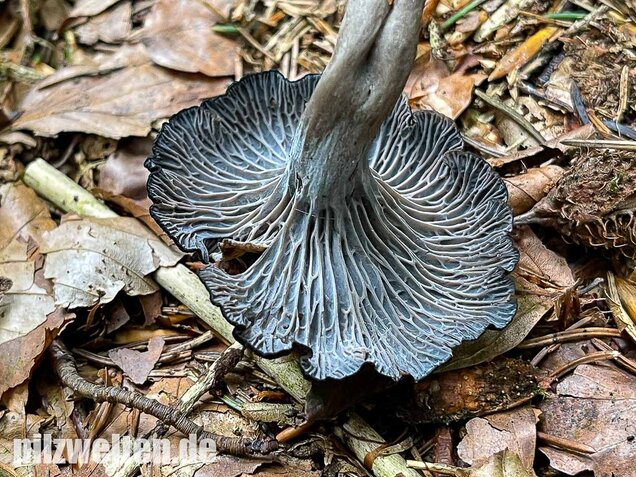 Grauer Pfifferling, Craterellus cinereus