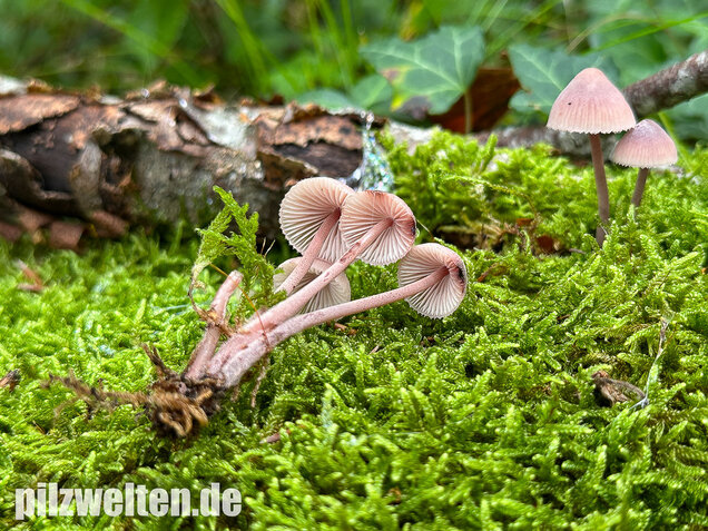 Großer Bluthelmling, Mycena haematopus