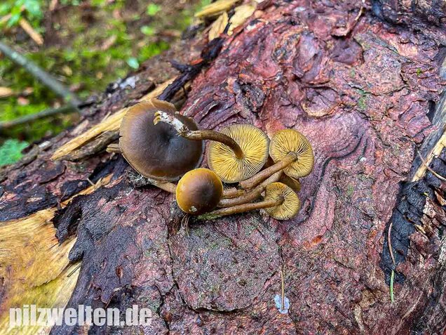 Gurkenschnitzling, Macrocystidia cucumis