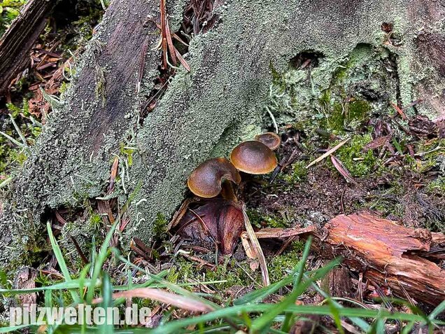 Gurkenschnitzling, Macrocystidia cucumis