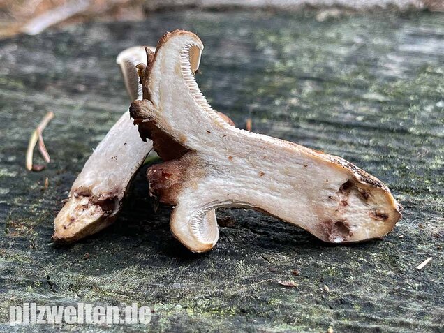 Habichtspilz, Sarcodon imbricatus