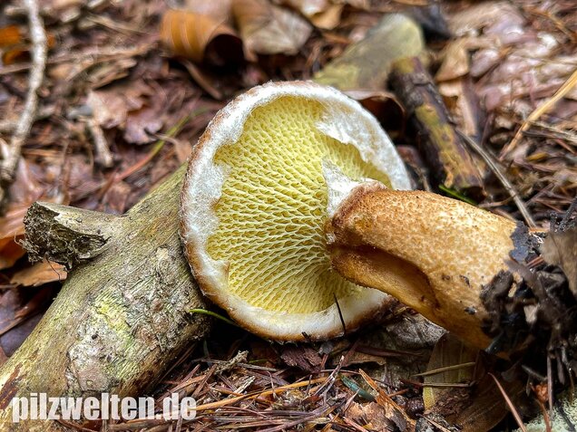 Hohlfußröhrling, Suillus cavipes