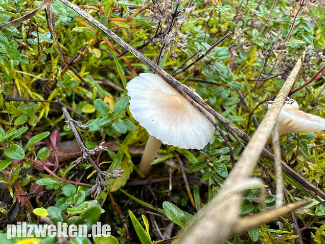 Jungfernellerling, Glasigweißer Ellerling, Cuphophyllus virgineus