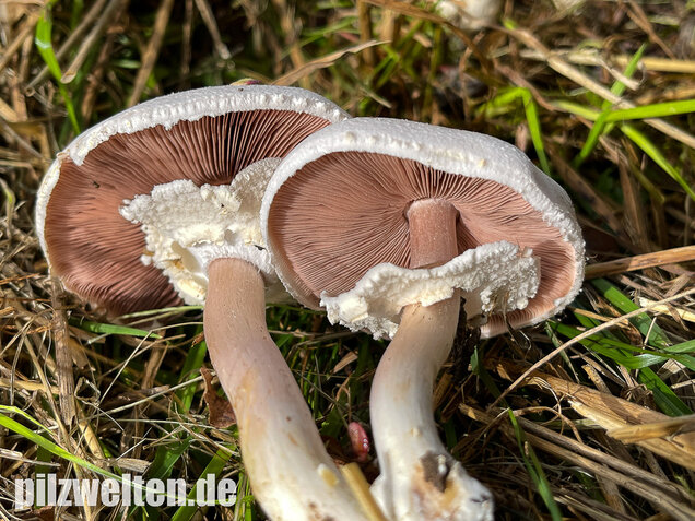 Karbolchampignon, Agaricus xanthodermus