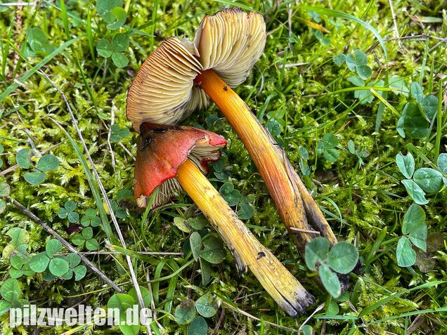 Kegeliger Saftling, Schwärzender Saftling, Hygrocybe conica