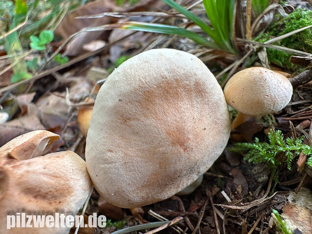 Lärchenritterling, Schwammiger Ritterling, Tricholoma psammopus