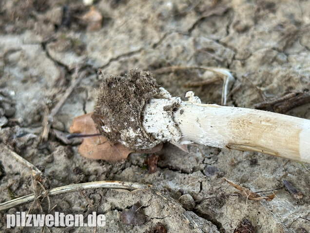Pantherpilz, Pantherwulstling, Amanita pantherina