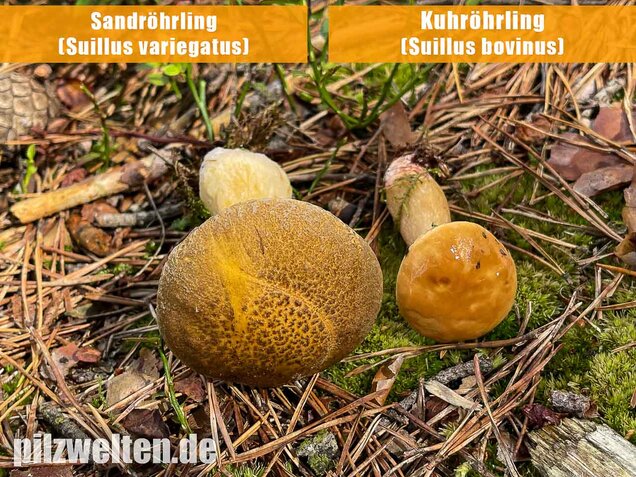 Kuhröhrling, Suillus bovinus