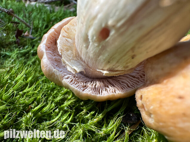 Reifpilz, Cortinarius caperatus