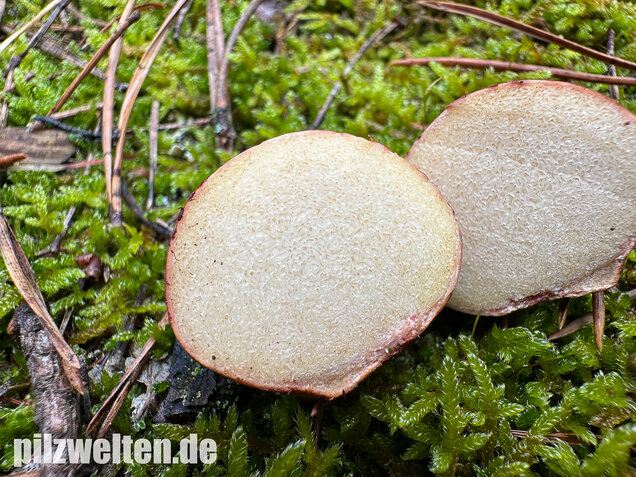 Rötlicher Wurzeltrüffel, Rhizopogon roseolus