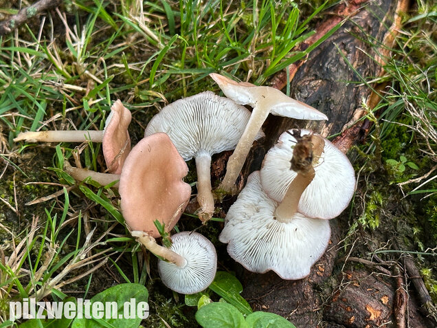Rosenroter Schönkopf, Rugosomyces persicolor