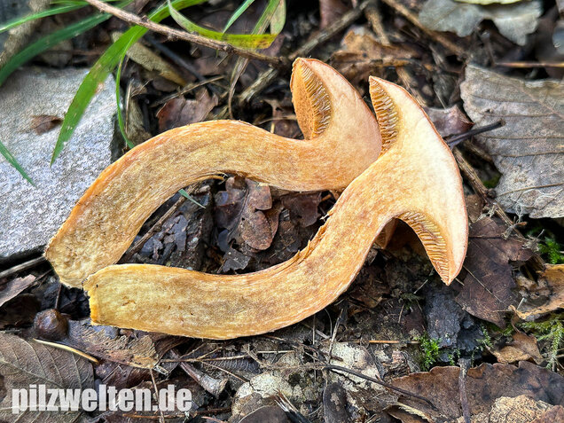 Rostroter Lärchenröhrling, Suillus tridentinus