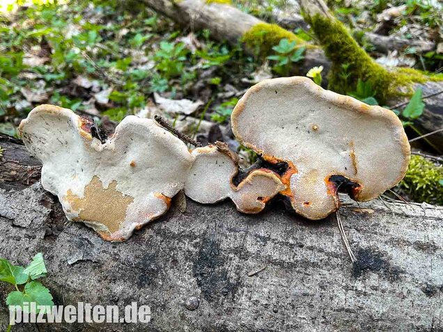 Rotrandiger Baumschwamm, Fomitopsis pinicola