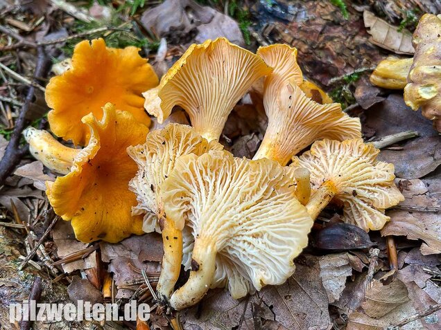 Samtiger Pfifferling, Cantharellus friesii