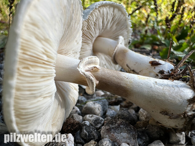 Seidiger Egerlingsschirmling, Leucoagaricus holosericeus