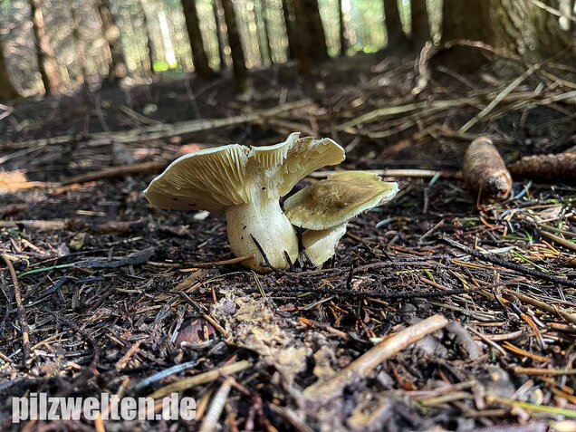 Seifenritterling, Tricholoma saponaceum