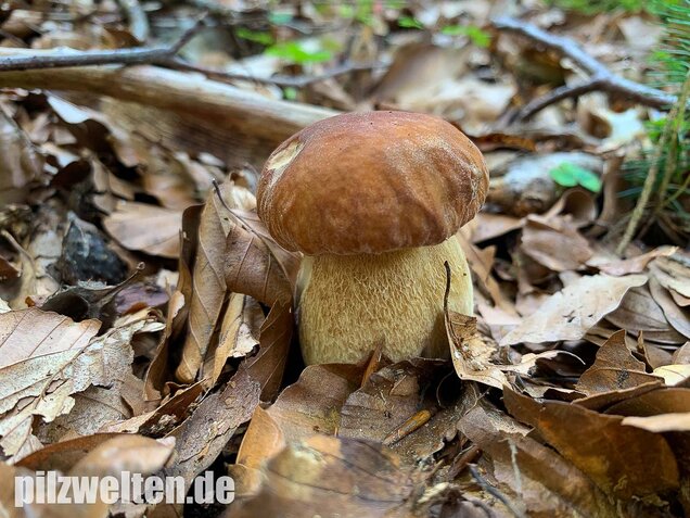 Sommersteinpilz, Boletus aestivalis