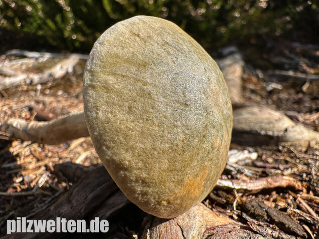 Weißer Birkenpilz, Leccinum holopus