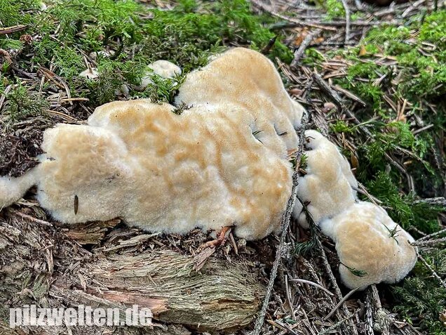 Weißer Polsterpilz, Postia ptychogaster