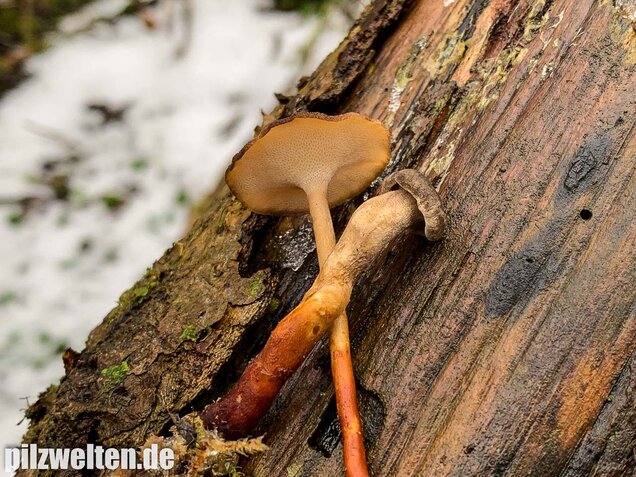 Winter-Stielporling, Lentinus brumalis