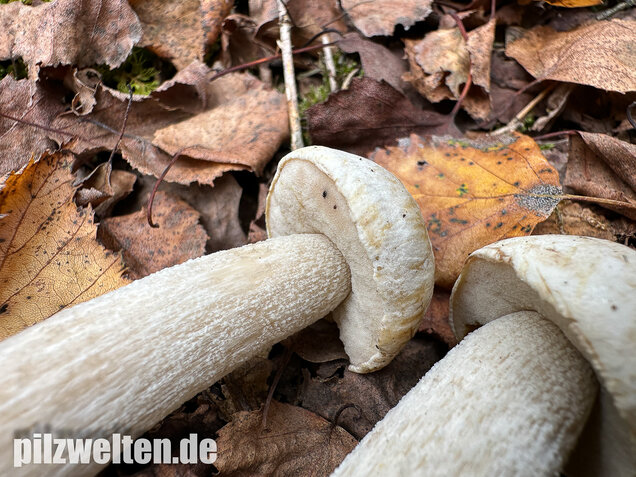 Wollstieliger Raufußröhrling (weiße Form), Leccinum cyaneobasileucum