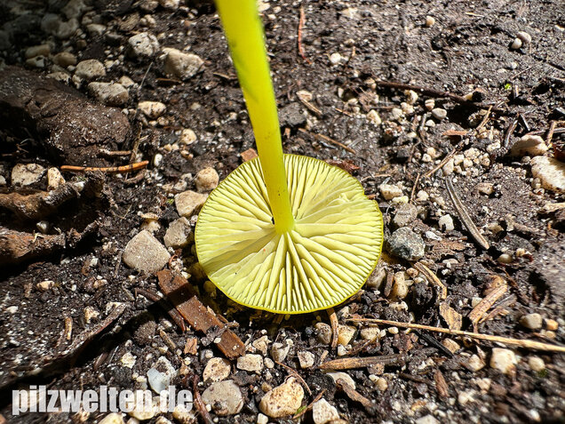 Braungrüner Zärtling, Braungrüner Rötling, Entoloma incanum agg.
