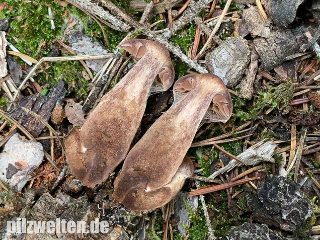 Dunkelbrauner Gürtelfuß, Cortinarius brunneus