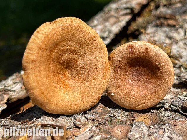 Eichenmilchling, Lactarius quietus