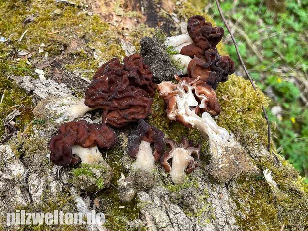 Frühjahrslorchel, Giftlorchel, Gyromitra esculenta