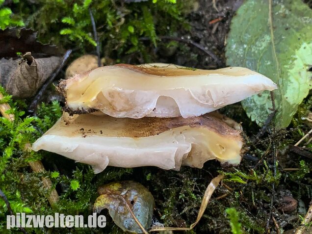 Gallertfleischiges Stummelfüßchen, Crepidotus mollis