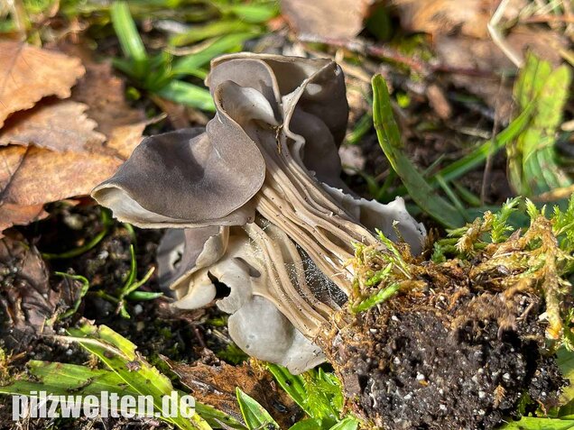 Gefurchte Lorchel, Helvella sulcata