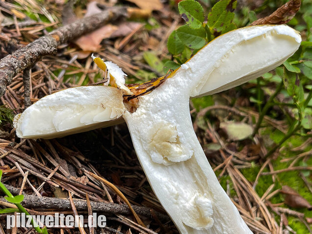 Gelber Graustieltäubling, Russula claroflava