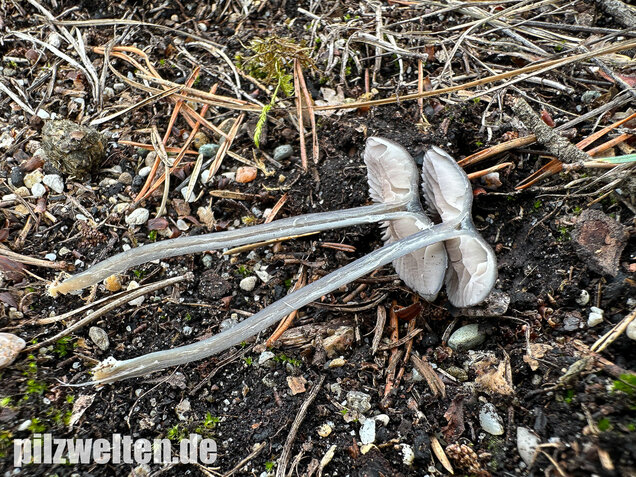 Gesägter Rötling, Entoloma serrulatum
