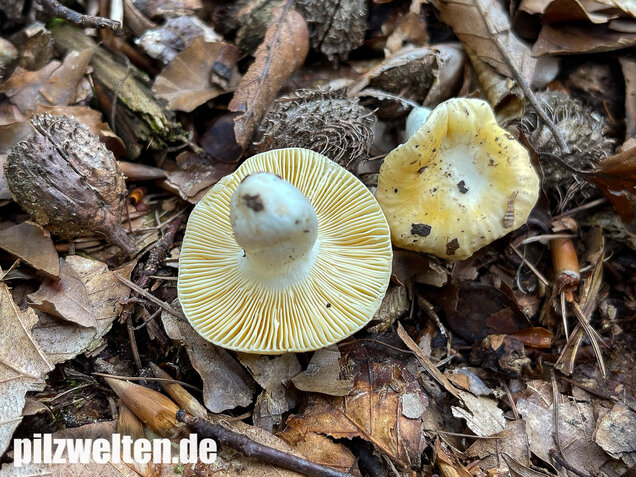 Glänzendgelber Dottertäubling, Russula acetolens