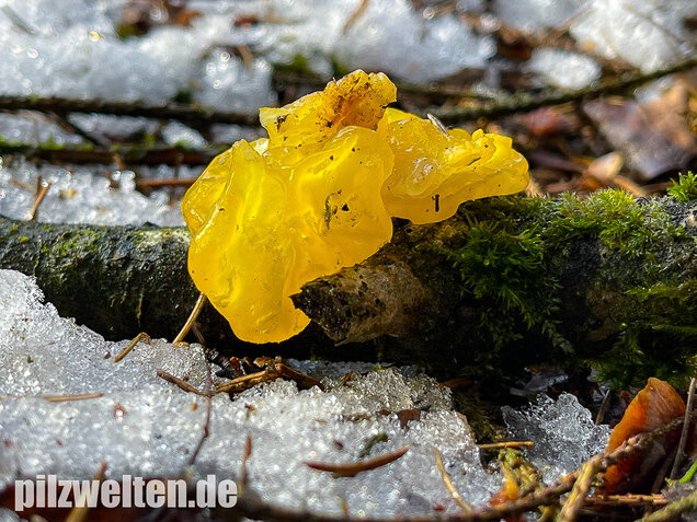 Goldgelber Zitterling, Yellow Brain Fungus, Tremella mesenterica
