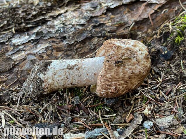Großer Waldchampignon, Agaricus langei
