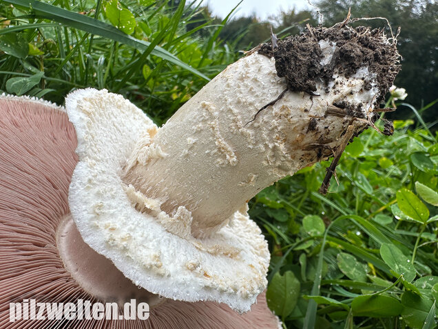 Großsporiger Riesenchampignon, Agaricus urinascens