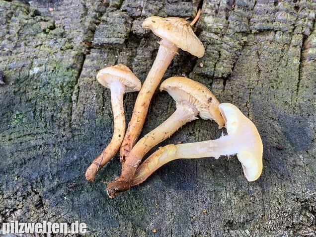 Gummischüppling, Pholiota gummosa