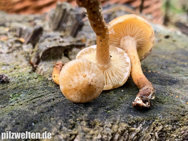 Gummischüppling, Pholiota gummosa