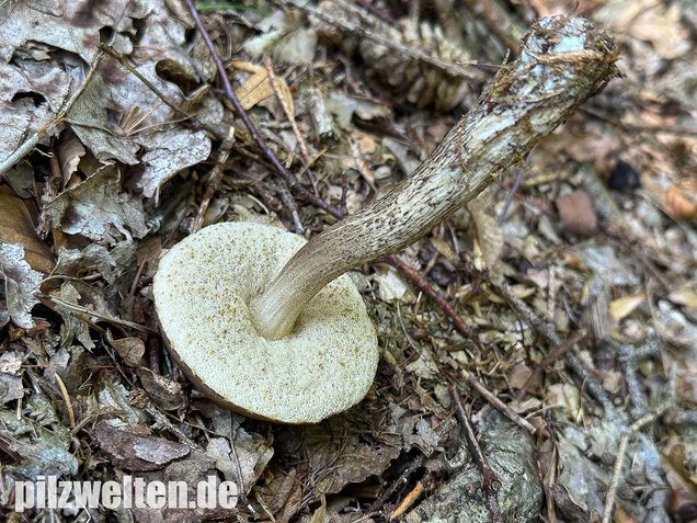 Hainbuchenraufuß, Leccinellum pseudoscabrum