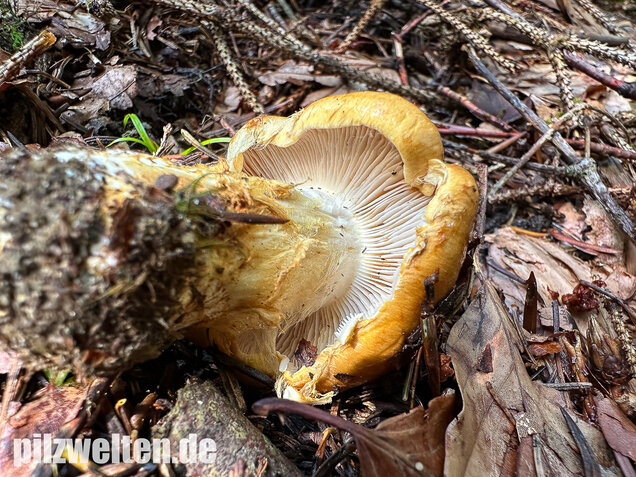 Geschmückter Schleimkopf, Phlegmacium saginum