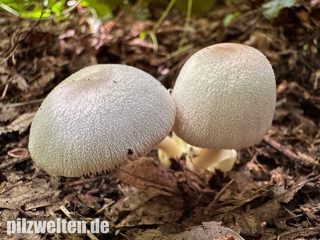 Mausgrauer Scheidling, Volvariella murinella
